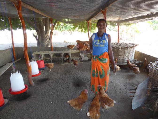 Two subprojects The Poultry Project which we initiated in 2013, is subdivided as follows: 1) the rearing of free-range, indigenous village chickens for meat, with the aim to create a more efficient