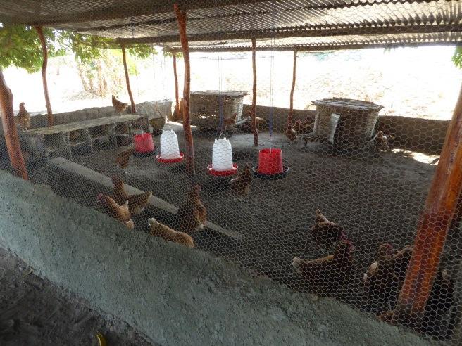 The project has a 100 percent sustainability rate (financially independent) Prognosis The outlook for this project s future looks positive: the sales potential for village chickens is good anywhere
