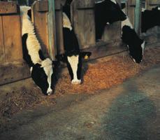 risk of bovine TB