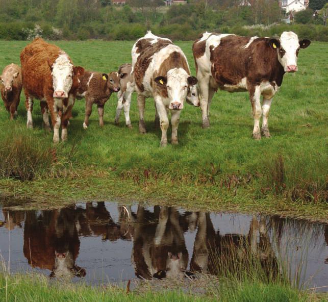 Common grazing, nose-to-nose contact at shared water courses etc are areas of particular risk for disease transmission between cattle.