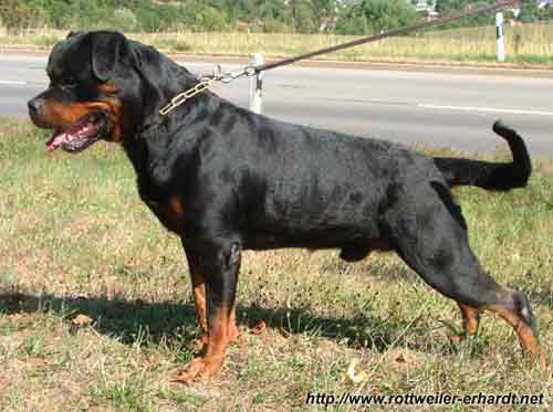 THE ROTTWEILER WORLD IN GERMANY TODAY Dhanu Roy www.xcellsa.