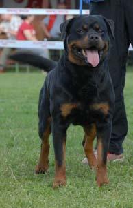 The result of these breeding efforts brought in dogs that looked impressive when stacked German style and were loaded with an Omph Factor about them.