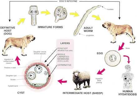 196 Principles and Practice of Cardiothoracic Surgery Figure 1. Life cycle (dog-sheep cycle) of E granulosus.