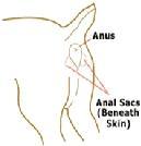 Anal Glands Wild dogs and cats use the secretion primarily for territorial marking and as a form of communication.