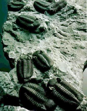 (about 500 million years ago). The Chelicerates Members of the Subphylum Chelicerata have no antennae and feeding appendages called chelicerae.