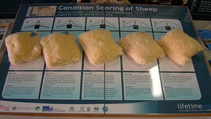descriptions and diagrams of condition score with the models. It also provided additional information about the lifetime wool project.