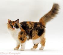 Variations: - Dilute Calico: calico markings look faded 6.