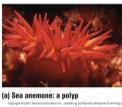 anemones) 3a ~5,500 species Primarily