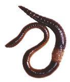 15 5 Phylum Annelida (segmented worms) ~ 16,500 species
