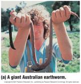 terrestrial Segmented body plan Earthworms eat by