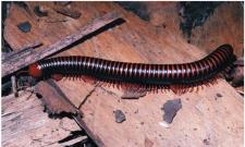 Class Chilopoda (centipedes) & Class Diplopoda (millipedes) (Subphylum Myriapoda) 1 pair of antennae Mandibles Uniramous