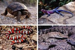 Class Reptilia ~17,900 species of snakes, lizards, turtles,