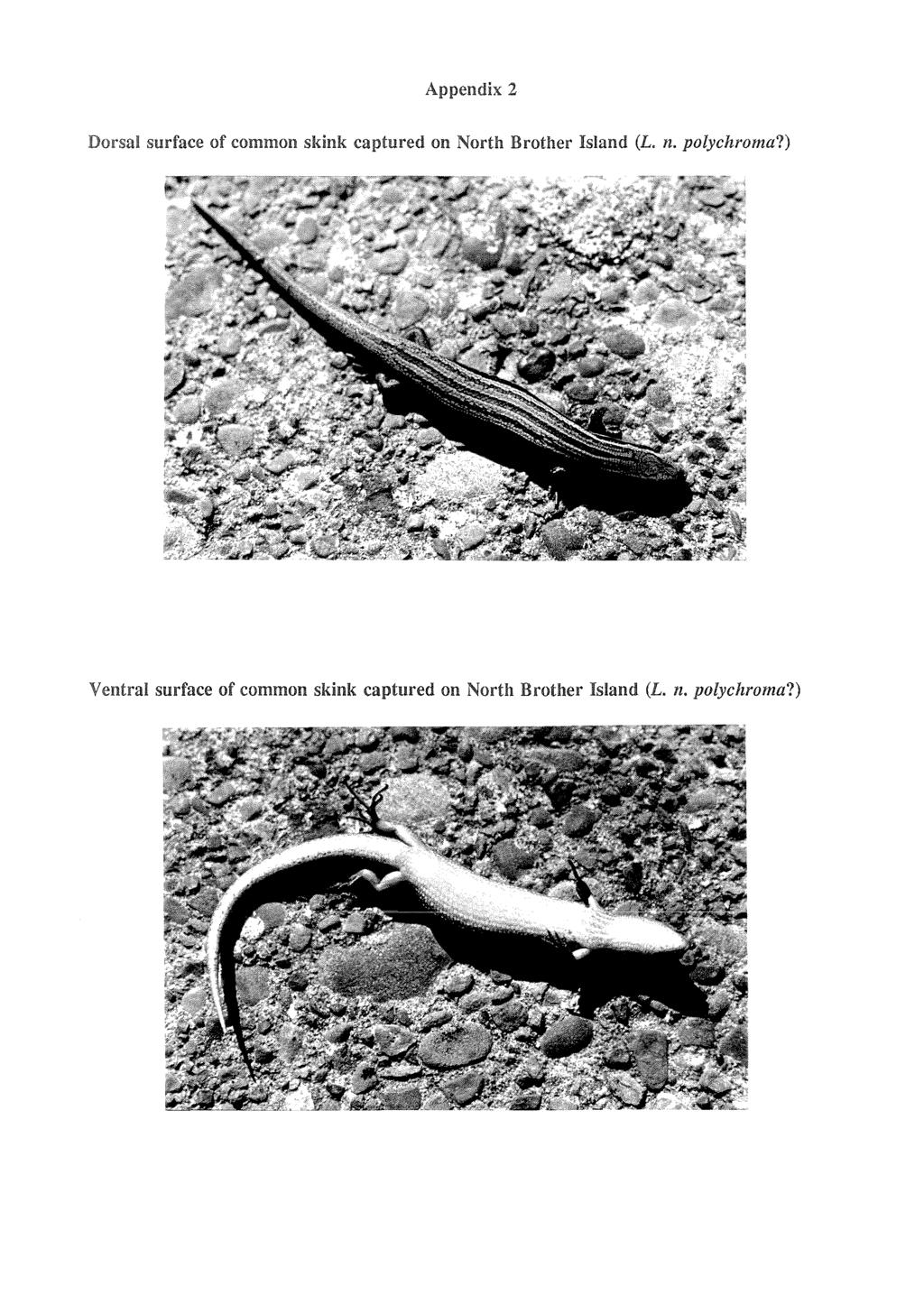 Appendix 2 Dorsal surface of common skink captured on North Brother Island (L. n.