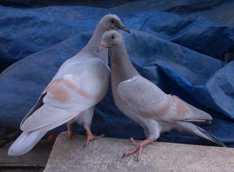 The Pigeon Genetics Newsletter News, Views, and Comments.