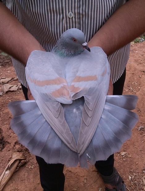 Our primary aim was to figure out the genetic basis behind the unique, sexually dimorphic, colouration of Lalband-Ghagra. Below are photos of the birds used in the test breeding program.