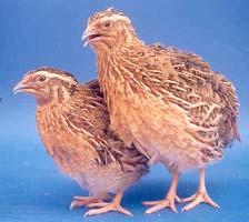 4.2 GENERAL FEATURES Quail Farming There are many types of quails like the Chinese quail, Italian quail, Rain quail etc., but not all are domesticated.