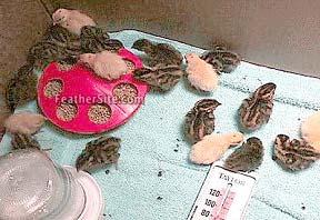 Management of Backyard and Other Poultry Species 4.2.6 Management You should know that Japanese quail chicks at hatch will only weigh 6 g and therefore, extreme care is necessary while brooding.