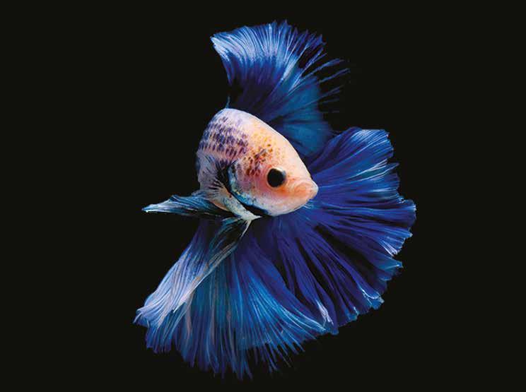 1 18 Fish and animals By using Aqua Art products and following our recommendations, you will be able to start populating your aquarium with animals as soon as the first week after setting it up.