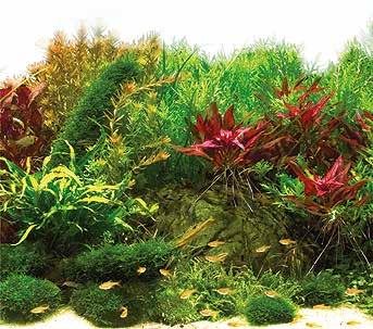 Aqua Substrate is a complete substrate for aquariums, ready to use immediately after opening.