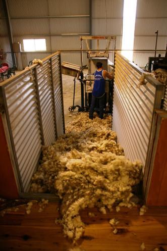 process efficient and easier on the shearer. The shed hands work one level lower on the classing and sorting floor. This means they don t have to bend down to pick up the wool.