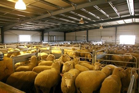The shearing platform is also wider than you may normally see, allowing shearers to move sheep around easily if they are having any hassles, without disturbing their neighbour.