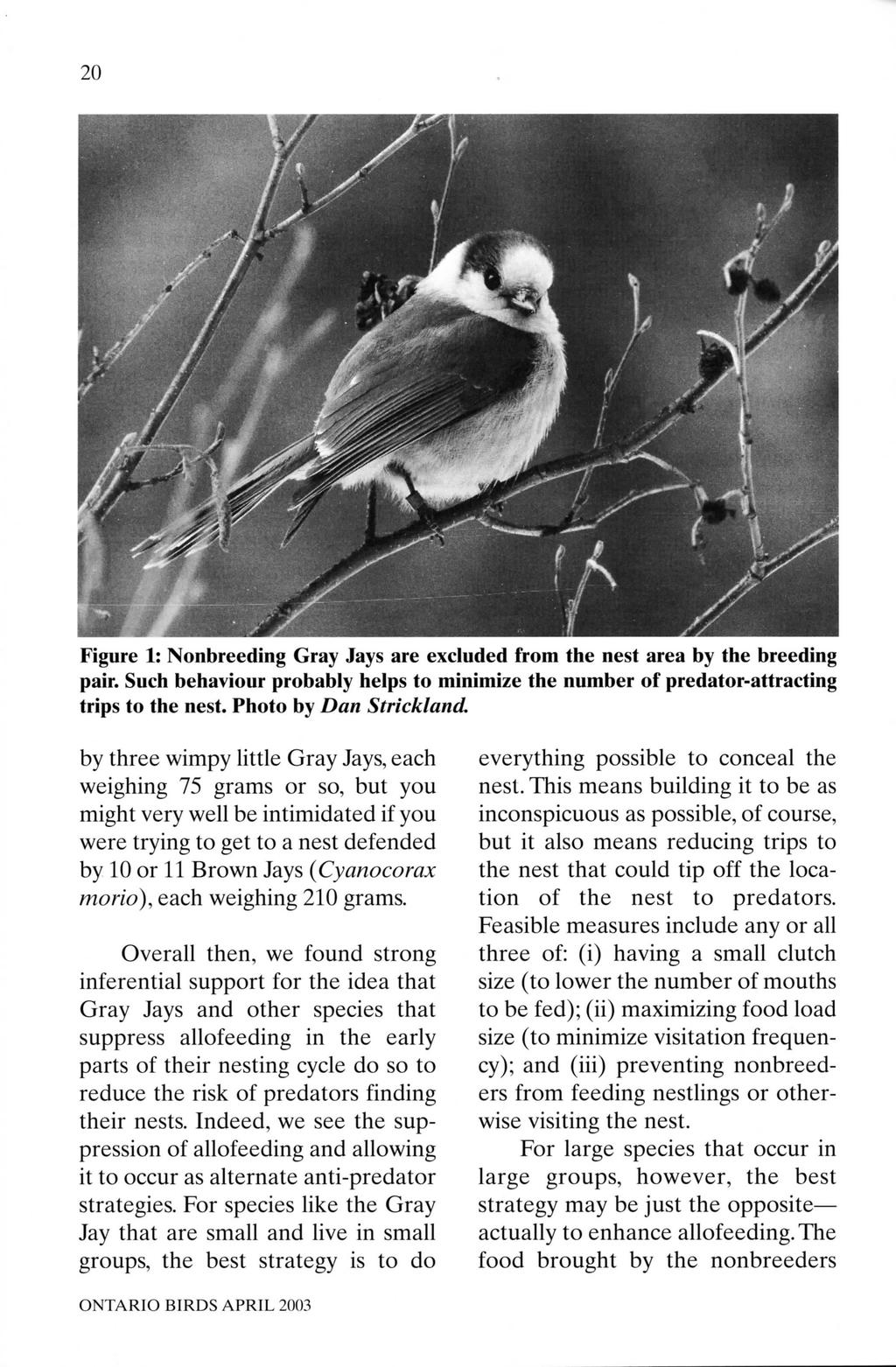 20 Figure 1: Nonbreeding Gray Jays are excluded from the nest area by the breeding pair. Such behaviour probably helps to minimize the number of predator-attracting trips to the nest.