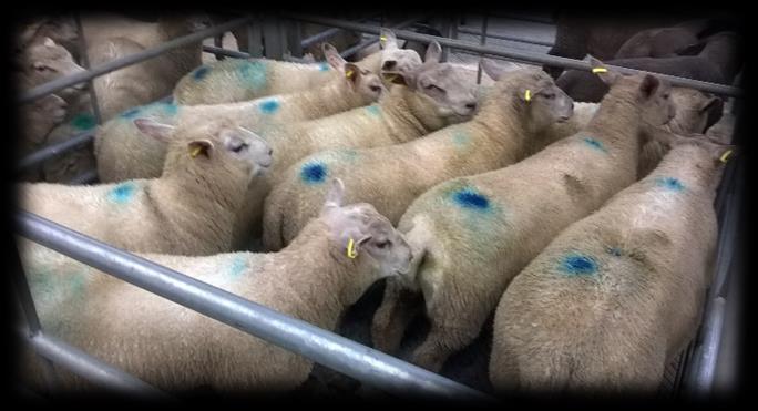 50-566 LAMBS A smaller entry met a flying trade from start to finish with the highest overall average seen in Holsworthy for the month of June which was 240.7p and 102.