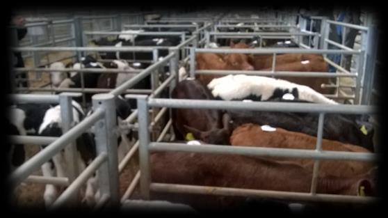 15am Auctioneer: Patrick Dennis 07831 620990 Another good summer entry of calves with no shortage of buyers competing hard for all on offer resulting in a fantastic trade throughout.