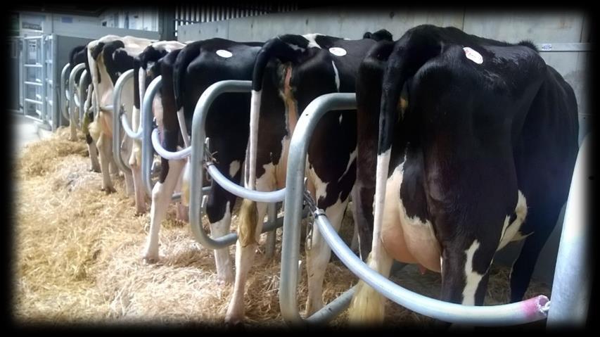 PRIME CATTLE, OTM CATTLE & GRAZING COWS Auctioneer: David Kivell 07899 960272 Numbers short but prices flying high with the best of a small entry of medium weight heifers at 1049 on behalf of Mr DF