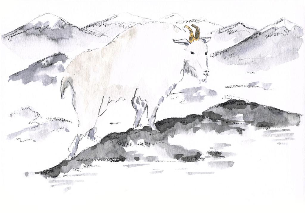 A mountain goat came bounding past and stopped.