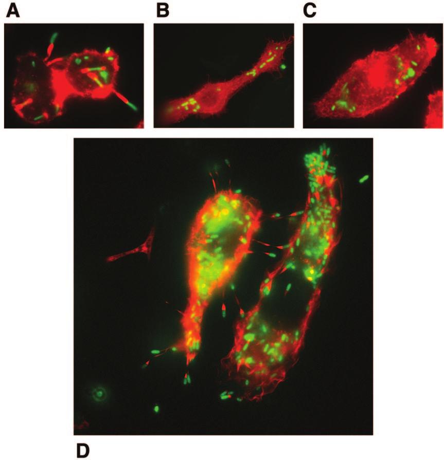 VOL. 74, 2006 NOTES 4351 FIG. 2. The B. mallei ATCC 23344 animal pathogen-like TTS is involved in the induction of actin-based host cell membrane protrusions. J774.2 cells were infected wild-type B.