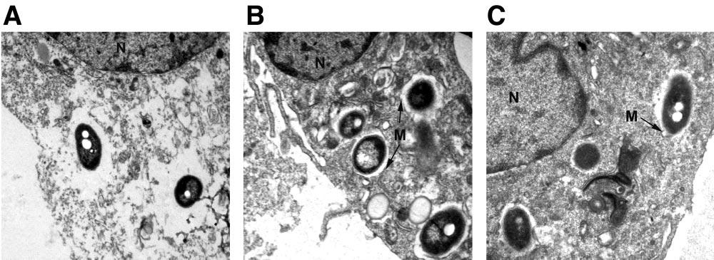 VOL. 74, 2006 NOTES 4353 FIG. 4. Representative TEM image depicting the intracellular location of wild-type B. mallei (A), RD01 (B), and RD02 (C) at 6 h postinfection.