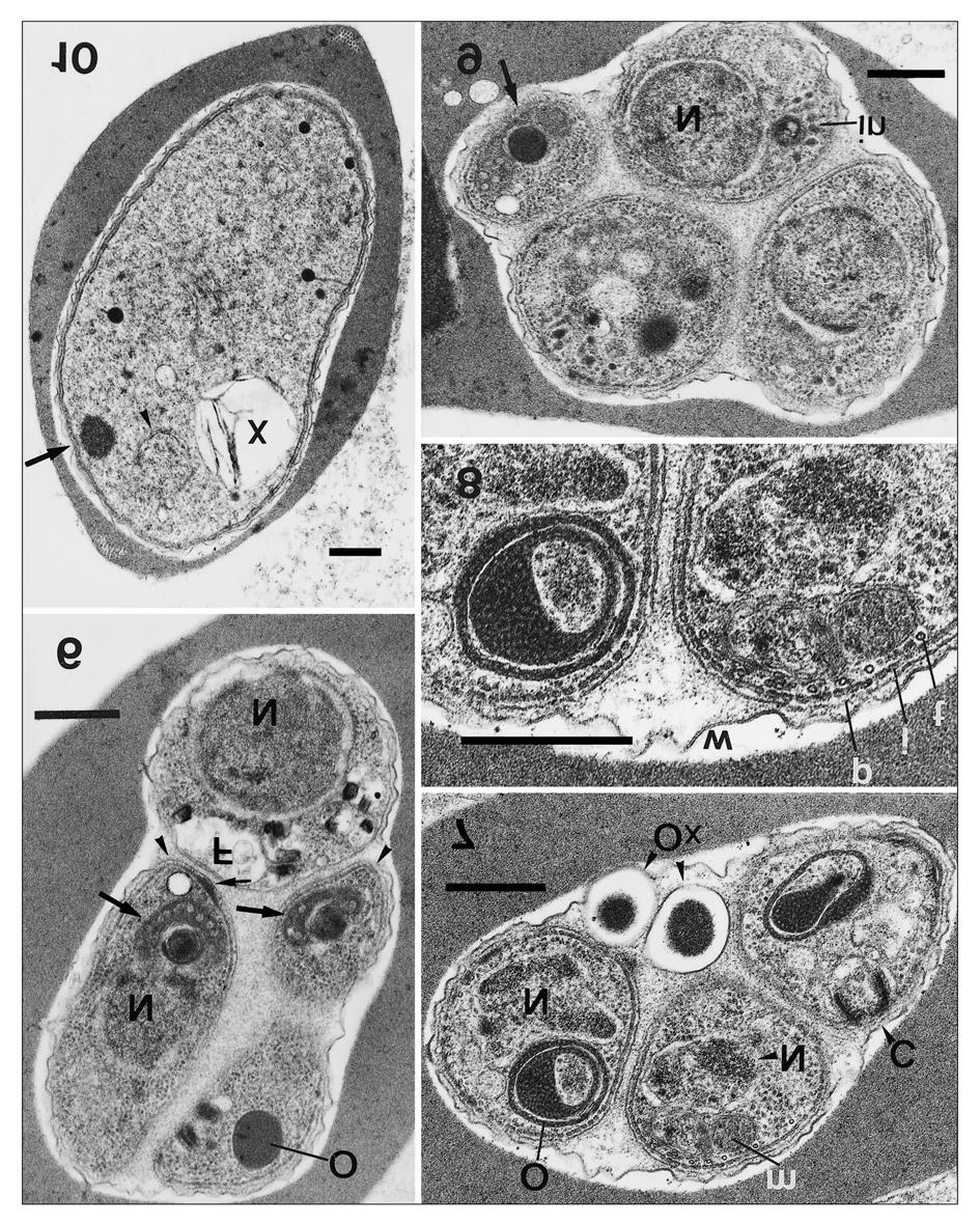 Figs. 6-10. A Plasmodium tropiduri-like parasite of the lizard Kentropyx calcarata: differentiating merozoites and a microgametocyte. Fig. 6. Merozoites showing mitochondria with electron-dense matrix (bold arrows), embracing an osmiophilic-granular body (O).