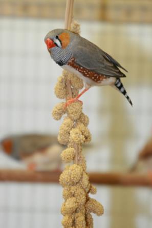 The millet sprays we use only contain one type of millet, which does not contain all the vitamins and nutrients needed to sustain the birds; however, it does contribute to a balanced healthy diet.