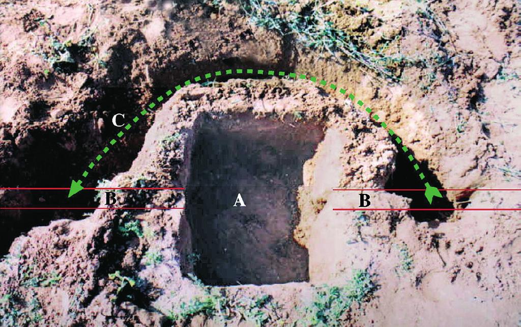 KIMCHI & TERKEL: OBSTACLE DETOURING IN THE MOLE-RAT 889 Figure 3. Actual bypass dug around a small ditch: A: Small ditch; B: location of the original tunnel; C: bypass tunnel around the ditch.