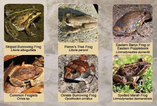Even we can find it difficult to tell native frogs and cane toads apart.