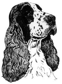 NORTH COCKER WALES SPANIEL NEW VENUE CLUB (Founded 1930) Schedule of 21 Class Unbenched SINGLE BREED OPEN SHOW (held under Kennel Club Limited Rules & Regulations) at QUEENS FERRY WAR MEMORIAL