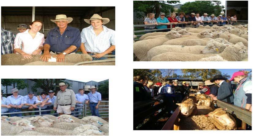 Figure 1. Clockwise (left to right): Tocal students inspecting sale rams with Graham Coddington from Roseville Park Dohne stud. The purchase of 50 Roseville Park cast for age Dohne ewes. (5-6 years).