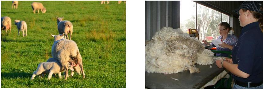 The 100 Dohne ewes were than run side by side with the remaining 100 crossbred ewes under the same conditions to evaluate their performance (Figure 2). Figure 2.