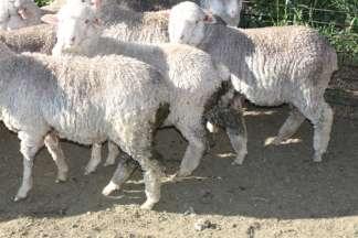 Week post-treatment 5 6 13 14 15 16 17 18 Cyromazine treated sheep Treated sheep remaining in study 386 385 385 354 353 353 No.