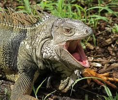 If the head bob is combined with an extended dewlap and a flattened body the iguana is showing territorial aggression.