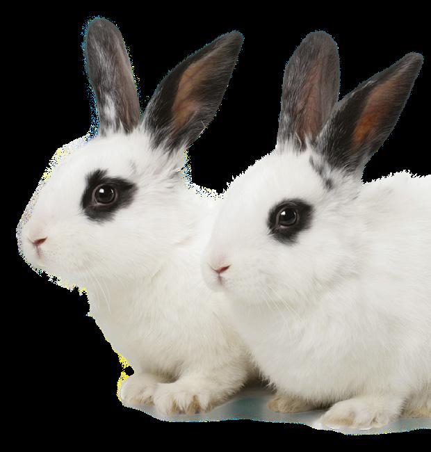 54% of owners report that their rabbit displays at least one behaviour that they d like to change.