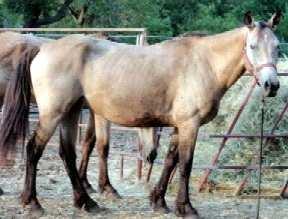 Sam Cinder Ella Cinder Ella is a 2004 filly that is quite loyal to her guys in the Kansas 5. She is a pretty girl and will make a great horse friend to someone with a good trainer.