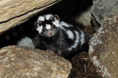spotted skunk mate