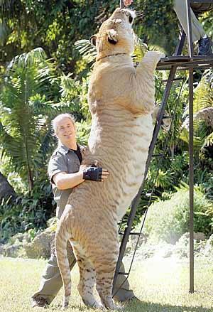 *Sometimes different species can interbreed* The liger is probably the largest cat in the world, usually bigger than either of its parent species.
