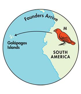 Founders Arrive Many years ago, a few finches from South America species M arrived on one of the Galápagos islands, as shown in the figure.