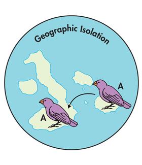 Geographic Isolation The islandʼs environment was different than the environment in South America Combinations of