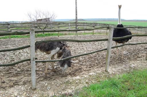 Nesting season is preceded by courtship behavior, a complicated series of actions, dance, vocals and synchronized behavior. The ostrich female make bows and shaking wings on both sides of the body.