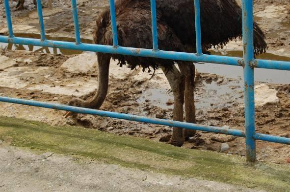 o'clock and after noon at three o'clock at ostrich chicks. It is essential that ostriches have clean drinking water available on the day.