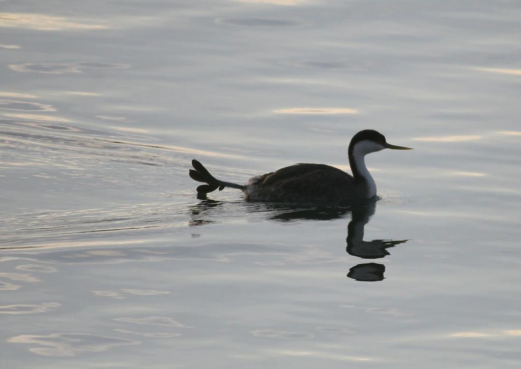 Western Grebe, December, Moss Landing, California Eva Stanley Considered a medium-sized water bird, the western grebe is our largest grebe.